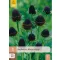 Évelő Rudbeckia Black Beauty 1 db JUB