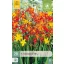 Virághagyma Crocosmia Mix (Sáfrányfű) 20 db JUB