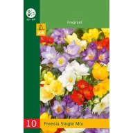 Virághagyma Frézia Single mix 10 db JUB