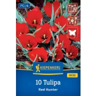 Virághagyma Tulipán Red Hunter Kiepenkerl 10 db