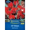 Virághagyma Tulipán Red Hunter Kiepenkerl 10 db