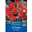 Virághagyma Tulipán Red Hunter Kiepenkerl 10 db