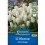 Virághagyma Gyöngyike (Muscari) White Magic Kiepenkerl 12 db