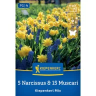 Virághagyma Mix Narcissus/Muscari Kiepenkerl 20 db