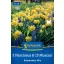 Virághagyma Mix Narcissus/Muscari Kiepenkerl 20 db