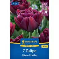 Virághagyma Tulipán Alison Bradley Kiepenkerl 7 db