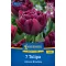 Virághagyma Tulipán Alison Bradley Kiepenkerl 7 db