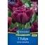 Virághagyma Tulipán Alison Bradley Kiepenkerl 7 db