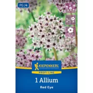 Virághagyma Díszhagyma (Allium) Red Eye Kiepenkerl 1 db