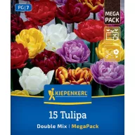   Virághagyma Tulipán Double Tulip Mix Megapack Kiepenkerl 15 db