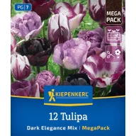   Virághagyma Tulipán Dark Elegance Mix Megapack Kiepenkerl 12 db