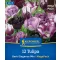 Virághagyma Tulipán Dark Elegance Mix Megapack Kiepenkerl 12 db