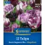 Virághagyma Tulipán Dark Elegance Mix Megapack Kiepenkerl 12 db