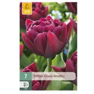 Virághagyma Tulipán Alison Bradley 7 db JUB