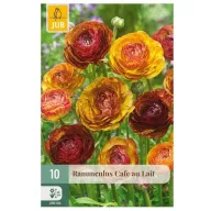 Virághagyma Boglárka (Ranunculus) Cafe Au Lait 10 db JUB