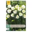 Virághagyma Nárciusz White Petticoat 5 db JUB