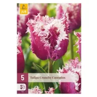 Virághagyma Tulipán Crunchy Cummins 5 db JUB
