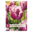 Virághagyma Tulipán Crunchy Cummins 5 db JUB