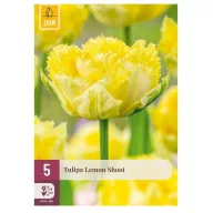 Virághagyma Tulipán Lemon Shoot 5 db JUB