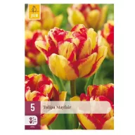 Virághagyma Tulipán Mayfair 5 db JUB