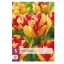 Virághagyma Tulipán Mayfair 5 db JUB