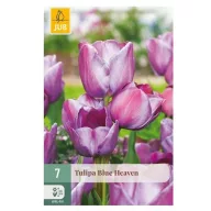 Virághagyma Tulipán Blue Heaven 7 db JUB