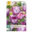 Virághagyma Tulipán Blue Heaven 7 db JUB