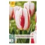 Virághagyma Tulipán Happy Generation 7 db JUB