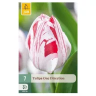 Virághagyma Tulipán One Direction 7 db JUB