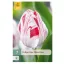 Virághagyma Tulipán One Direction 7 db JUB