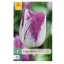 Virághagyma Tulipán Shiun 7 db JUB