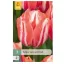 Virághagyma Tulipán Spryng Break 7 db JUB