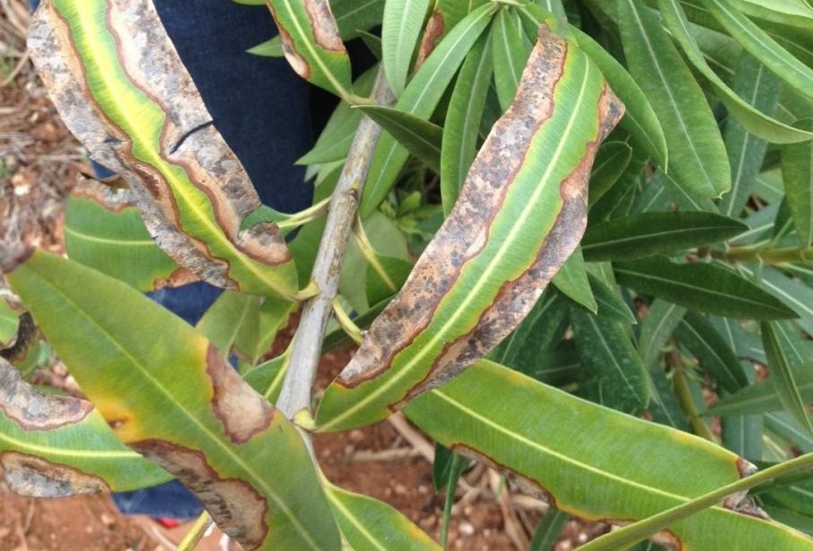 xylella-oleander-eppo.jpg
