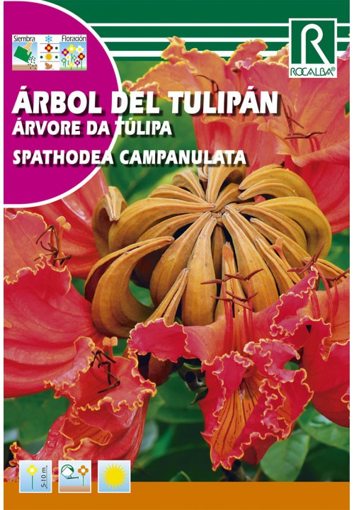 Afrikai tulipánfa (Spathodea campanulata)  Rocalba