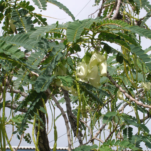 White-flowered Hummingbird (Sesbania grandiflora) 5 seeds