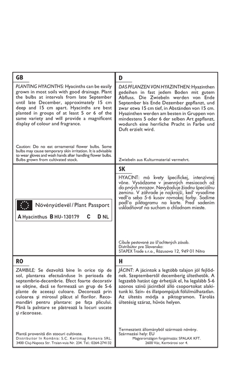 Flower bulb Jacinth Woodstock 3 pcs Garden Seed from Rédei