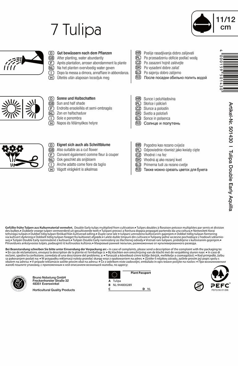 Bulb Tulip with bunched inflorescence Aquila 7 pcs, Kiepenkerl