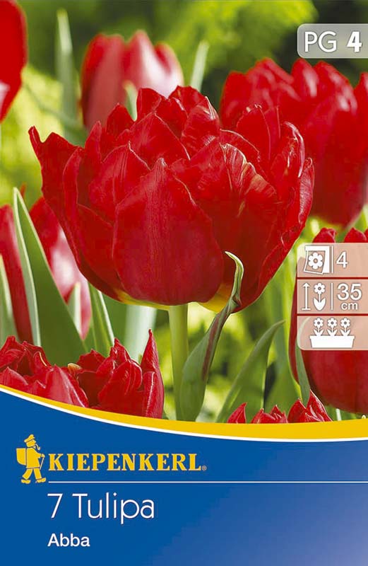 Tulip bulbs, Kiepenkerl Abba 7 pcs