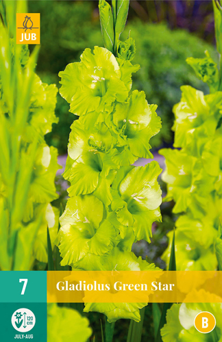 Virághagyma Kardvirág Green Star 7 db JUB