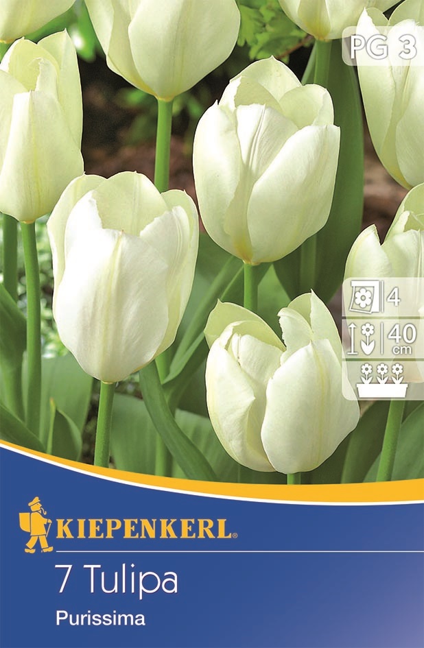 Tulip bulb Fosteriana, Kiepenkerl Weißer Kaiser 7 pcs