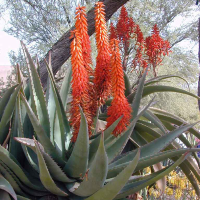 Aloe ferox (Aloe ferox) 5 grains