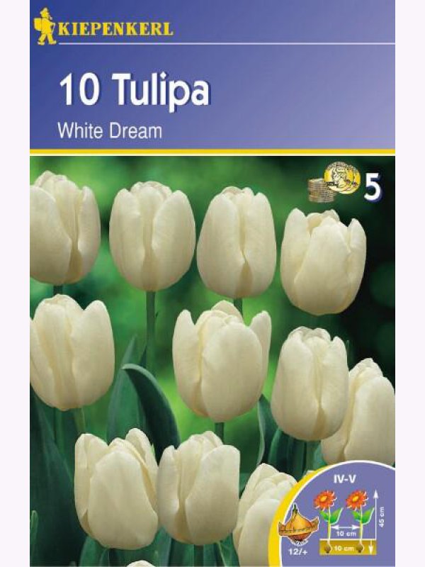 Tulip bulbs Triumf, Kiepenkerl White Dream 10 pcs