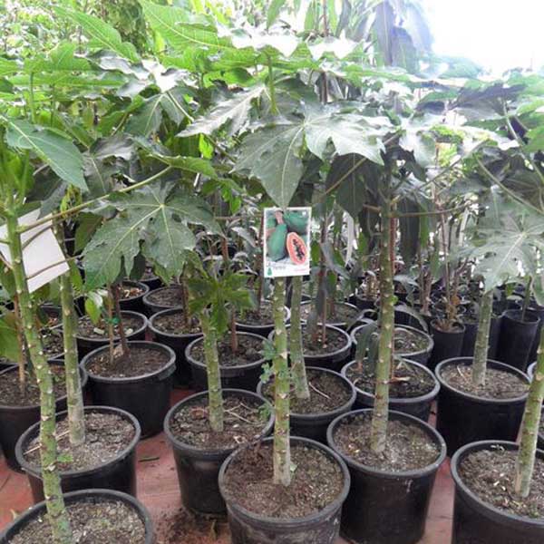 Papaya (Carica Papaya) 5 szem