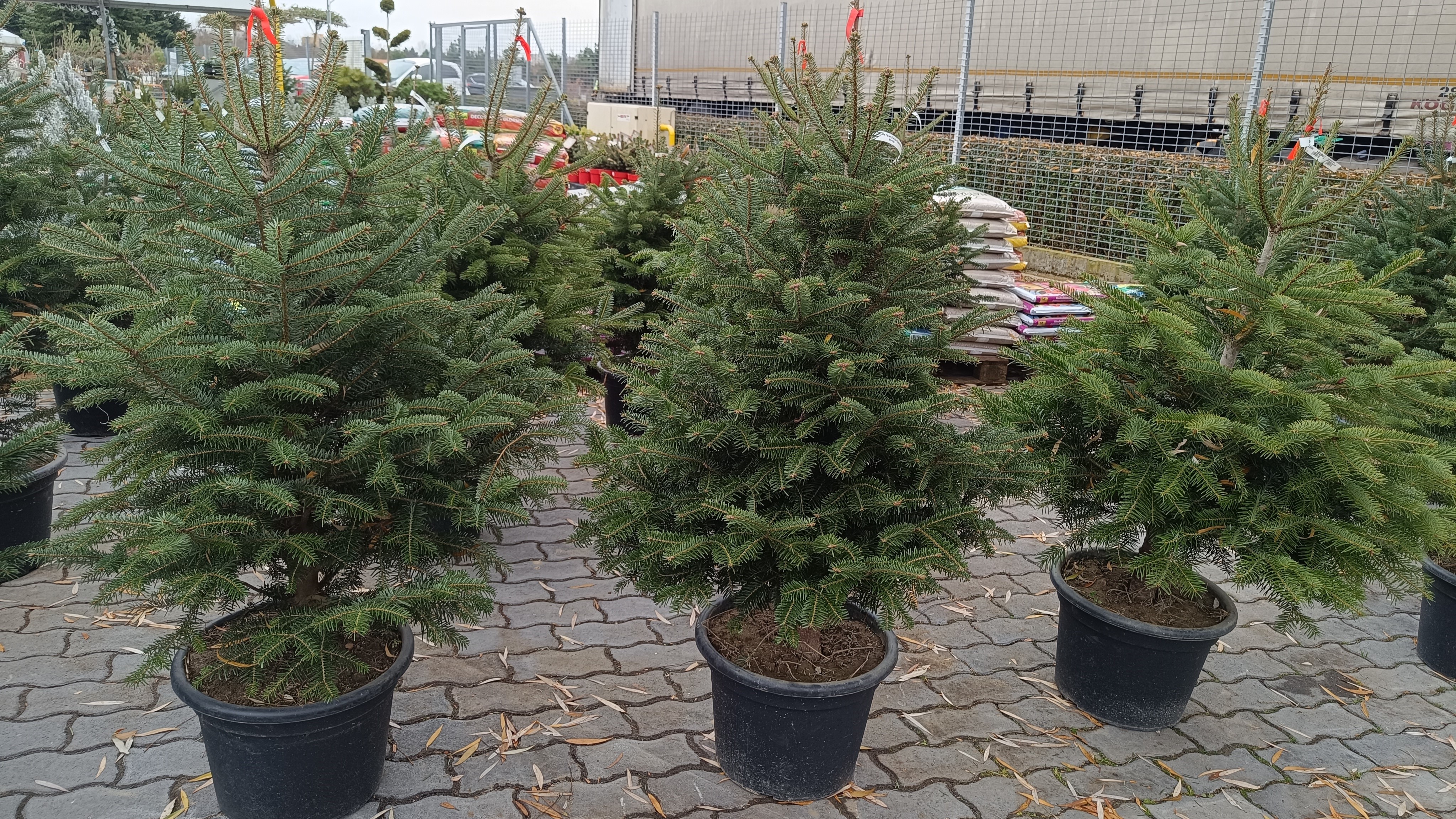 Így gondozd az élő fenyőt - gyakorlati útmutató 