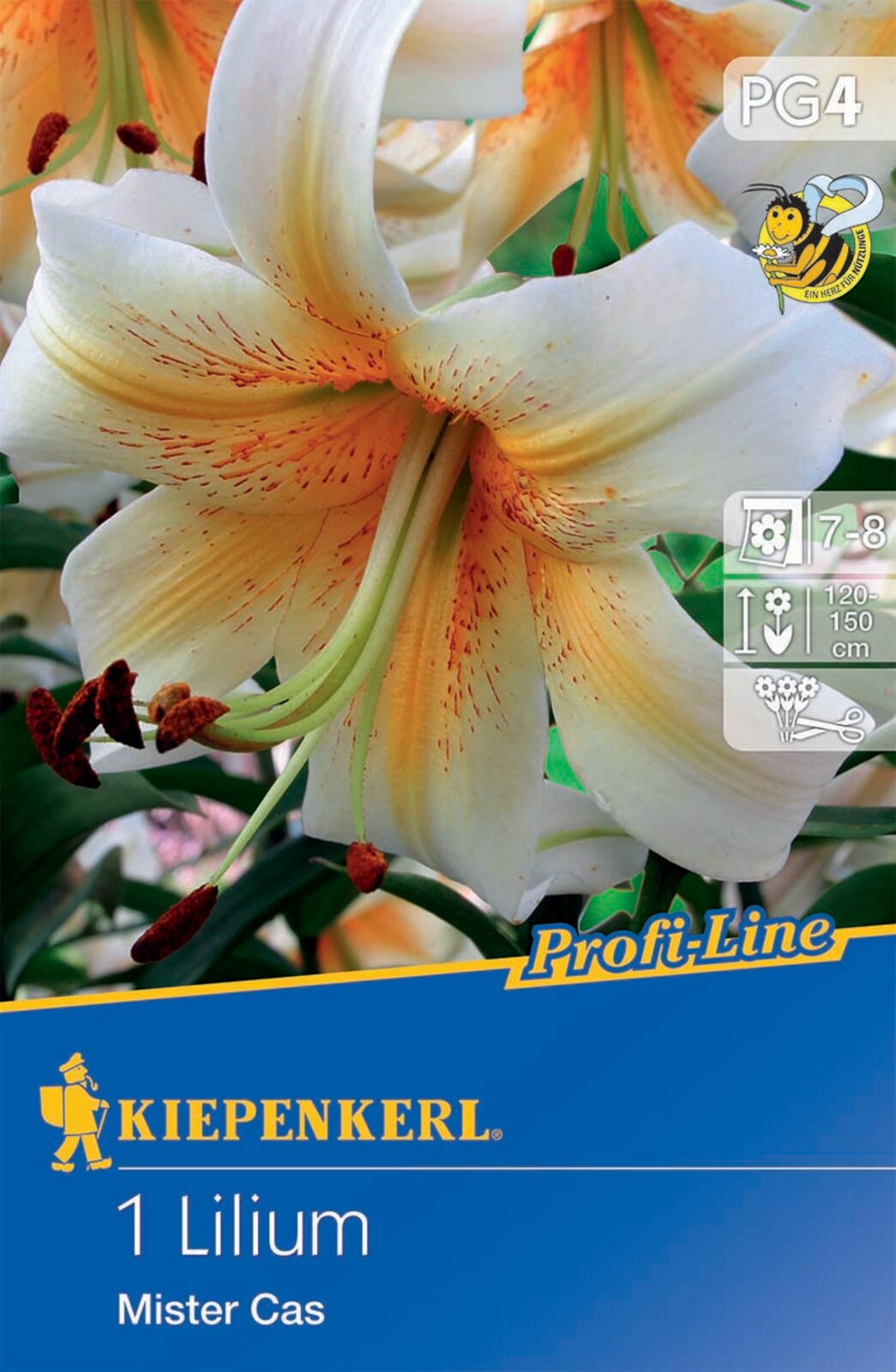Flower bulb Lily Mister Cas Kiepenkerl 1 pc
