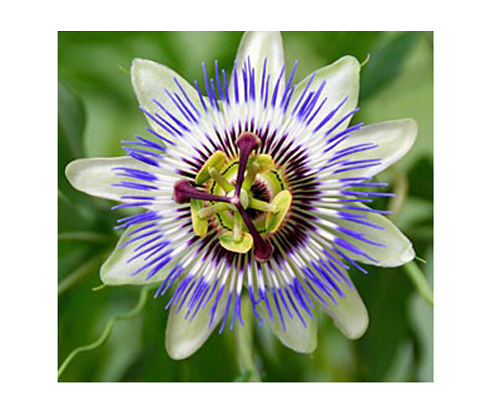 Blue passionflower (Passiflora caerulea) 5 seeds