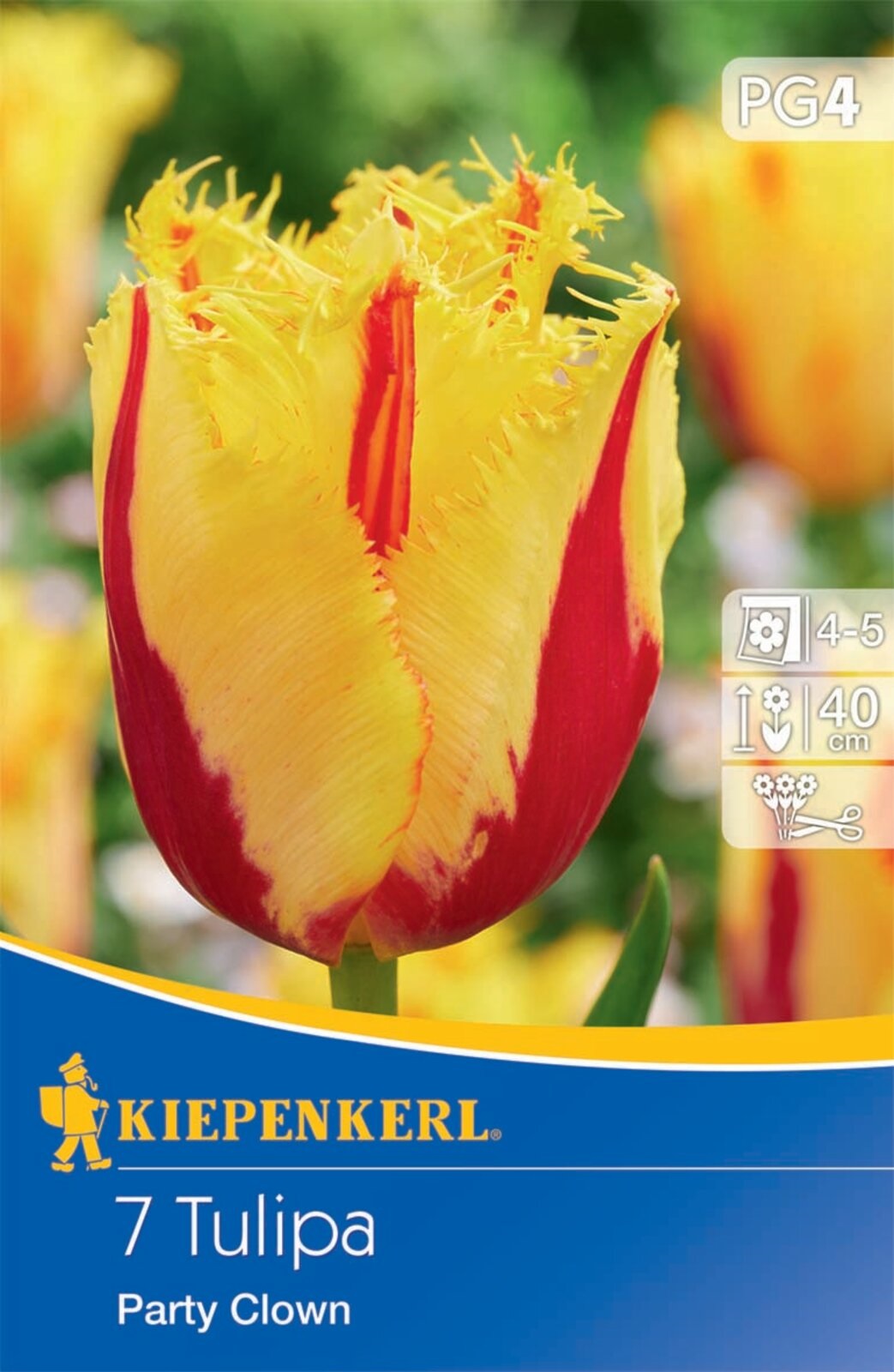 Bulb Tulip Party Clown 7 bulbs Kiepenkerl