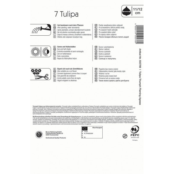 Flower bulb Tulip Flaming Agrass Kiepenkerl 7 pcs