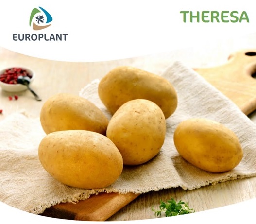 Potato seed tuber "Theresa" 50 pcs