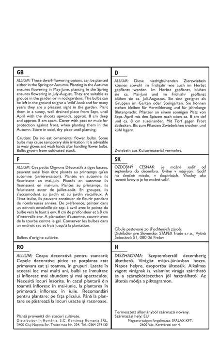 Flower Bulb Ornamental Onion Duo Purple-White 6 pcs Garden Seed from Rédei